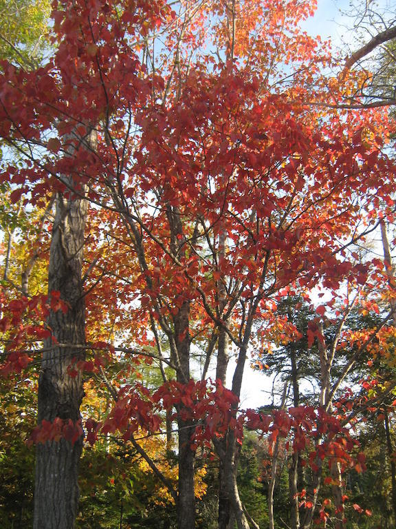 Sherbrooke Village Inn Esterno foto